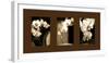 Exotic Blooms-Cinzia Ryan-Framed Photographic Print