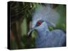 Exotic Blue Red-Eyed Bird, Kuala Lumpur Bird Park, Malaysia-Ellen Clark-Stretched Canvas