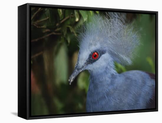 Exotic Blue Red-Eyed Bird, Kuala Lumpur Bird Park, Malaysia-Ellen Clark-Framed Stretched Canvas