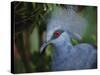 Exotic Blue Red-Eyed Bird, Kuala Lumpur Bird Park, Malaysia-Ellen Clark-Stretched Canvas