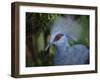 Exotic Blue Red-Eyed Bird, Kuala Lumpur Bird Park, Malaysia-Ellen Clark-Framed Photographic Print