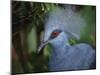 Exotic Blue Red-Eyed Bird, Kuala Lumpur Bird Park, Malaysia-Ellen Clark-Mounted Photographic Print