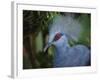Exotic Blue Red-Eyed Bird, Kuala Lumpur Bird Park, Malaysia-Ellen Clark-Framed Photographic Print