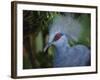 Exotic Blue Red-Eyed Bird, Kuala Lumpur Bird Park, Malaysia-Ellen Clark-Framed Photographic Print