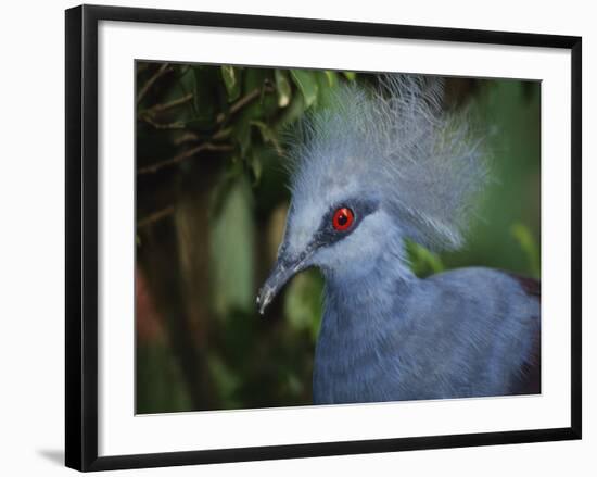 Exotic Blue Red-Eyed Bird, Kuala Lumpur Bird Park, Malaysia-Ellen Clark-Framed Photographic Print