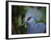 Exotic Blue Red-Eyed Bird, Kuala Lumpur Bird Park, Malaysia-Ellen Clark-Framed Photographic Print