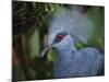 Exotic Blue Red-Eyed Bird, Kuala Lumpur Bird Park, Malaysia-Ellen Clark-Mounted Photographic Print