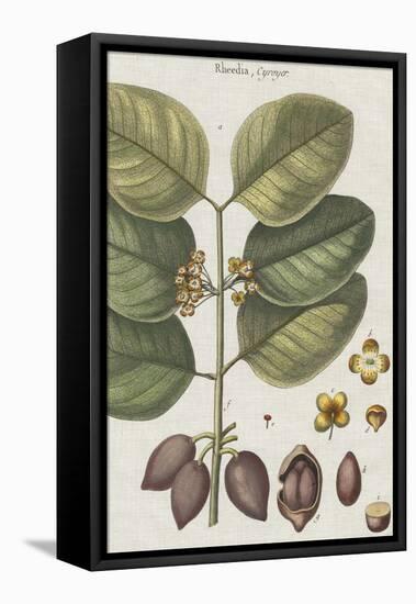 Exotic Botanique II-Vision Studio-Framed Stretched Canvas