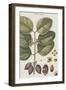 Exotic Botanique II-Vision Studio-Framed Art Print
