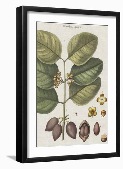 Exotic Botanique II-Vision Studio-Framed Art Print