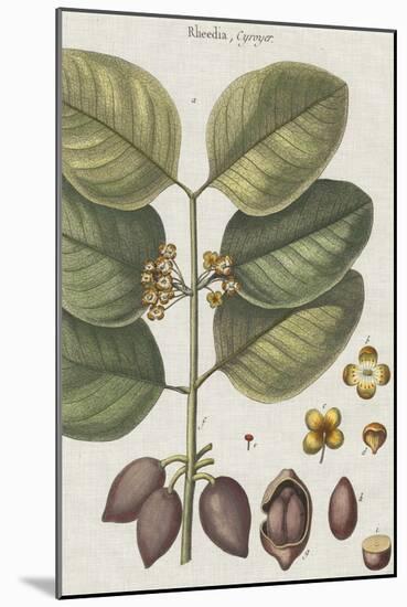 Exotic Botanique II-Vision Studio-Mounted Art Print