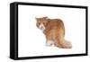Exotic Cat-Fabio Petroni-Framed Stretched Canvas