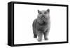 Exotic Cat-Fabio Petroni-Framed Stretched Canvas