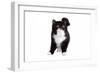 Exotic Cat-Fabio Petroni-Framed Photographic Print