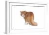 Exotic Cat-Fabio Petroni-Framed Photographic Print