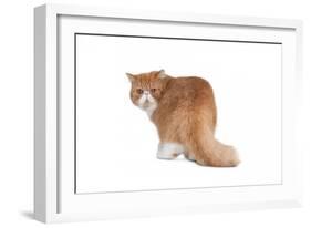 Exotic Cat-Fabio Petroni-Framed Photographic Print