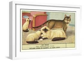 Exotic Cats-null-Framed Art Print