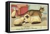 Exotic Cats-null-Framed Stretched Canvas