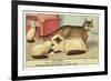 Exotic Cats-null-Framed Art Print