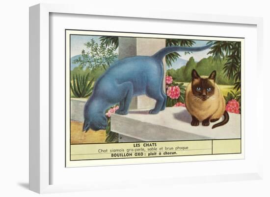 Exotic Cats-null-Framed Art Print