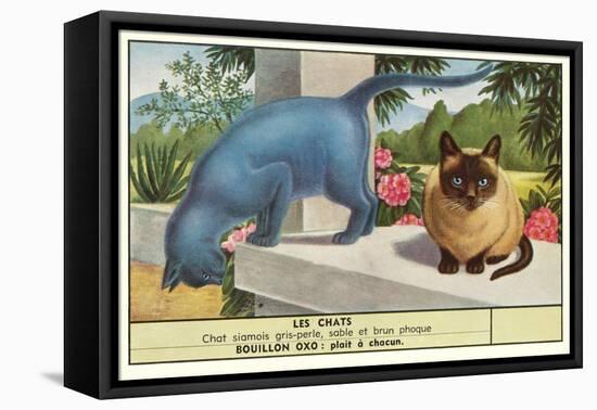 Exotic Cats-null-Framed Stretched Canvas