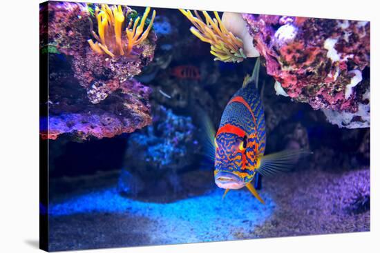 Exotic Colorful Fish among Rocks with Corals on the Bottom in Famous Aquarium of Monaco.-rglinsky-Stretched Canvas