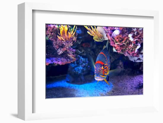 Exotic Colorful Fish among Rocks with Corals on the Bottom in Famous Aquarium of Monaco.-rglinsky-Framed Photographic Print