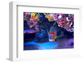 Exotic Colorful Fish among Rocks with Corals on the Bottom in Famous Aquarium of Monaco.-rglinsky-Framed Photographic Print