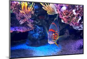 Exotic Colorful Fish among Rocks with Corals on the Bottom in Famous Aquarium of Monaco.-rglinsky-Mounted Photographic Print
