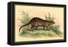 Exotic Creature-Sir William Jardine-Framed Stretched Canvas