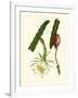 Exotic Flora II-Vision Studio-Framed Art Print