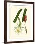 Exotic Flora II-Vision Studio-Framed Art Print