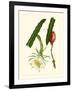 Exotic Flora II-Vision Studio-Framed Art Print
