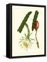 Exotic Flora II-Vision Studio-Framed Stretched Canvas