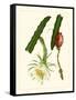 Exotic Flora II-Vision Studio-Framed Stretched Canvas