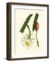 Exotic Flora II-Vision Studio-Framed Art Print