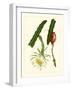 Exotic Flora II-Vision Studio-Framed Art Print