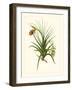 Exotic Flora III-Vision Studio-Framed Art Print