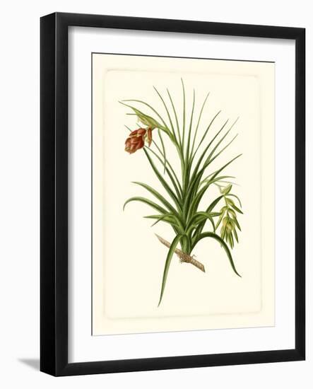 Exotic Flora III-Vision Studio-Framed Art Print