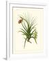 Exotic Flora III-Vision Studio-Framed Art Print