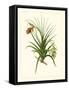 Exotic Flora III-Vision Studio-Framed Stretched Canvas