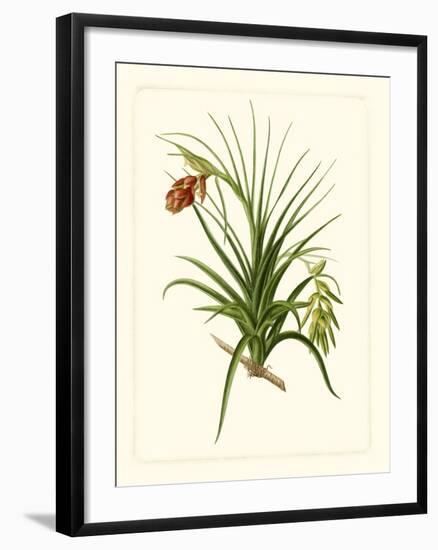 Exotic Flora III-Vision Studio-Framed Art Print