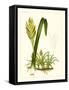 Exotic Flora IV-Vision Studio-Framed Stretched Canvas