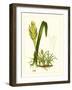 Exotic Flora IV-Vision Studio-Framed Art Print