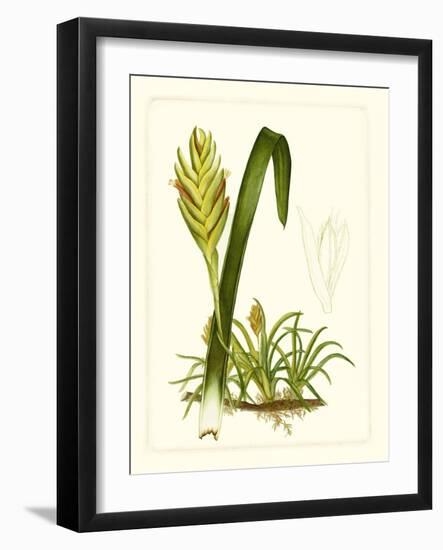 Exotic Flora IV-Vision Studio-Framed Art Print