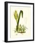 Exotic Flora IV-Vision Studio-Framed Art Print