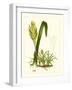 Exotic Flora IV-Vision Studio-Framed Art Print