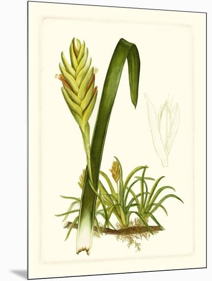 Exotic Flora IV-Vision Studio-Mounted Art Print