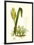 Exotic Flora IV-Vision Studio-Framed Art Print