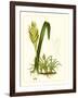 Exotic Flora IV-Vision Studio-Framed Art Print